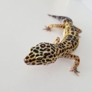 Meet your Posher, Alexy